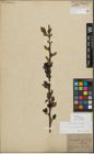 Foto von Salix myrsinifolia Salisb.